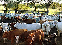 Cattle Ranch